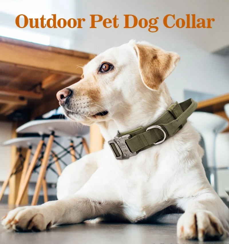 Heavy duty metal buckle collar with handle for training